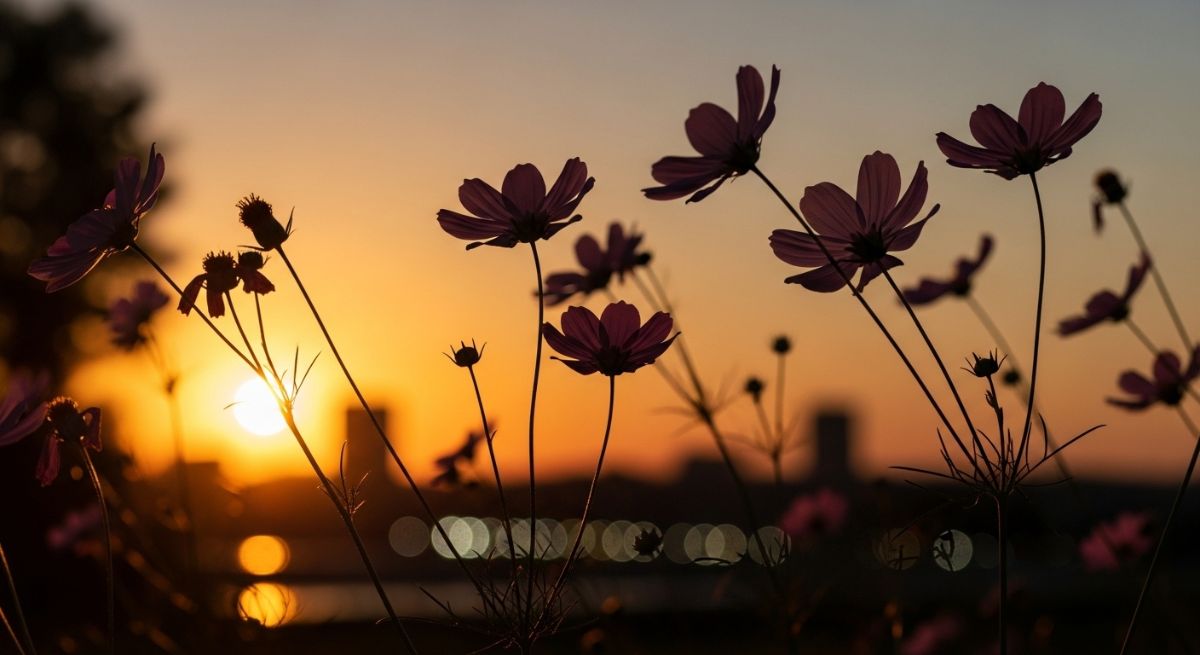 Flowers in the golden hour sunset