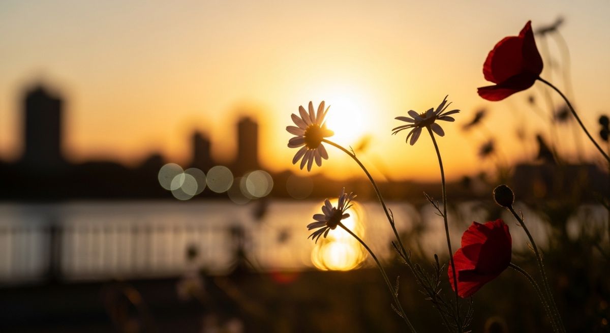 Flowers in the golden hour sunset